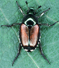 Japanese Beetle