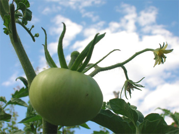 Unripe Tomato